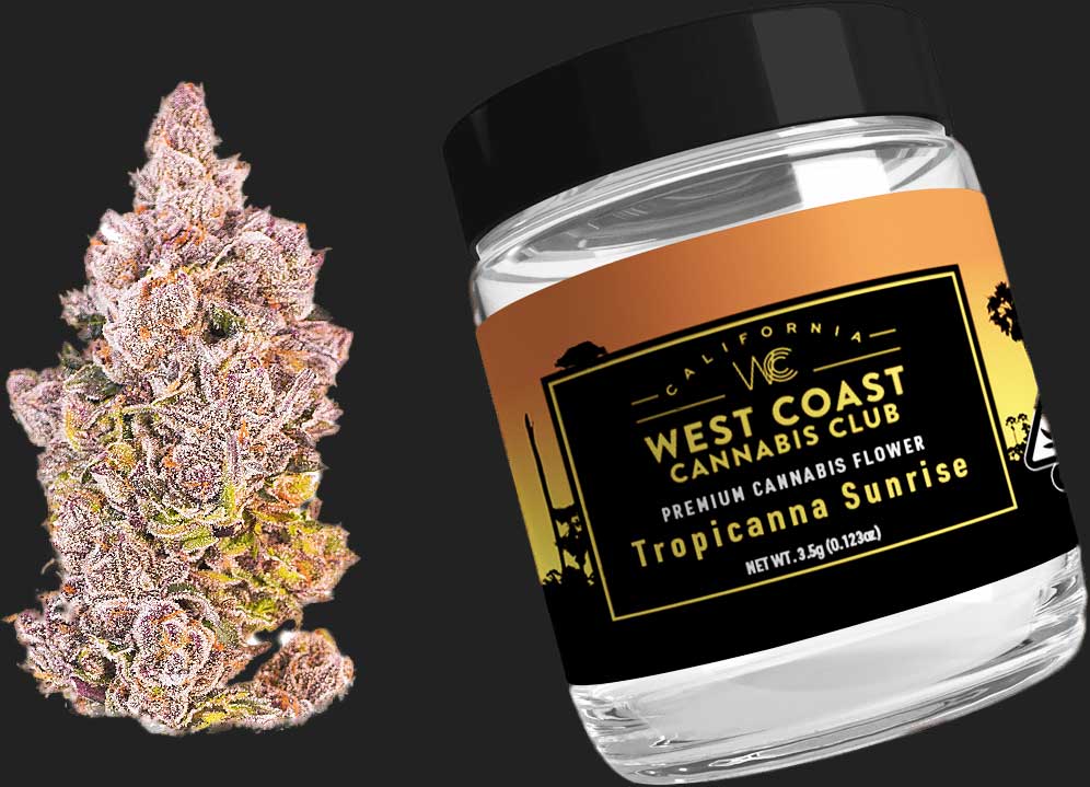 tropicanna sunrise flower